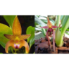 Bulbophyllum (claptonense x nymphopolitanum)