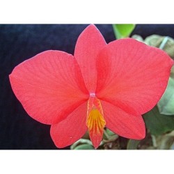 Sophronitis roseum/witttigiana