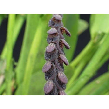 Acianthera/Pleurothallis saurocephala