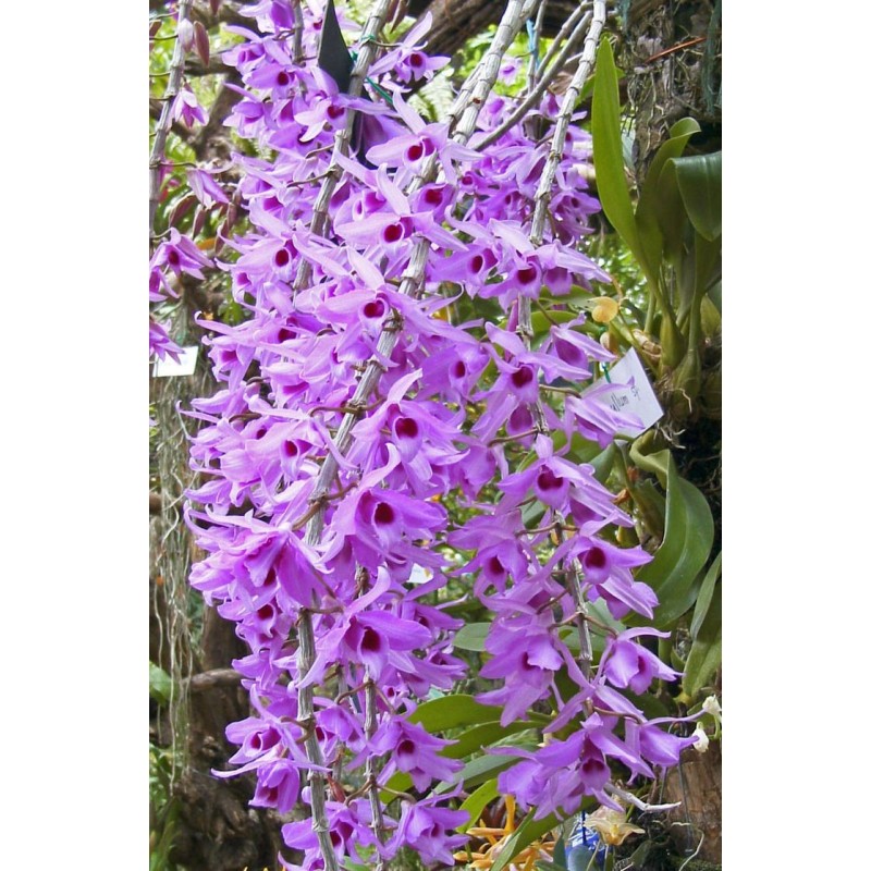 Dendrobium anosmum (rosa)