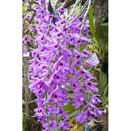 Dendrobium anosmum (rosa)