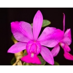 Cattleya walkeriana flamea