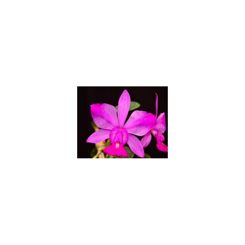 Cattleya walkeriana flamea