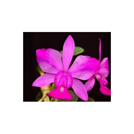 Cattleya walkeriana flamea