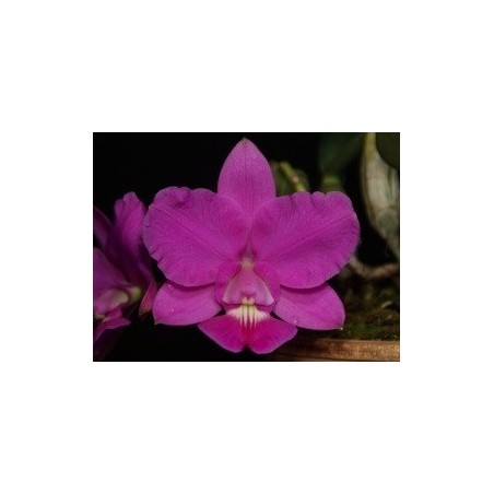Cattleya walkeriana tipo