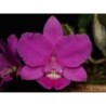 Cattleya walkeriana tipo