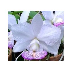 Cattleya nobilior semi-alba