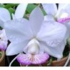 Cattleya nobilior semi-alba