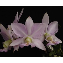 Cattleya nobilior amaliae