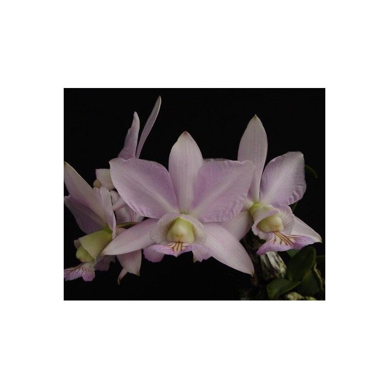 Cattleya nobilior amaliae