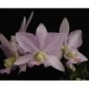 Cattleya nobilior amaliae