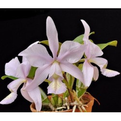 Cattleya nobilior coerulea