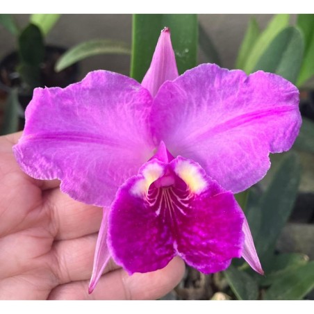 Cattleya lueddemanniana vinicolor