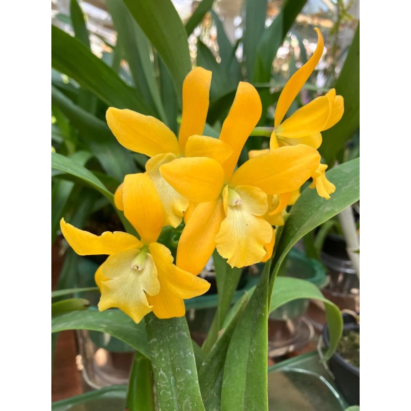 Encyclia Ruffa x Lc.Golddigger